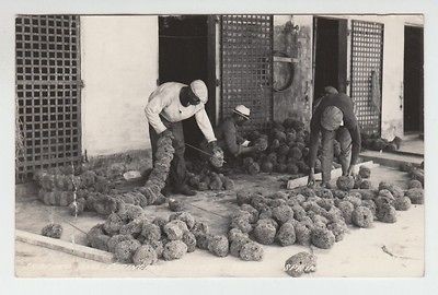 34169] 1950 RPPC FLORIDA WORKERS SORTING AND STRINGING SPONGES FOR 