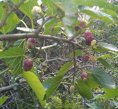 3X Purple mulberry tree cutting 6 8  delicious organic hardy ~ free 