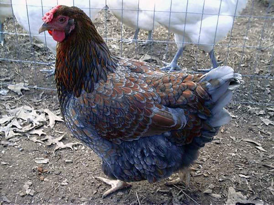 BLUE LACED RED WYANDOTTE   Chicken   Hatching Fertile Eggs   Rare