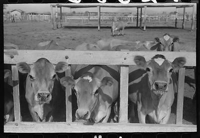 Dairy cattle at the feed trough,Casa Grande Valley Farms,Pinal County 