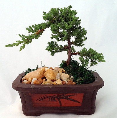 Japanese Juniper Bonsai Tree   Etched Brick Pot   Easy to Grow