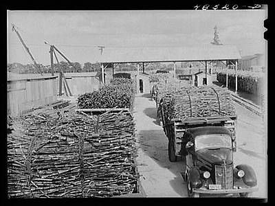 Arecibo,Puerto Rico (vicinity). Truckloads of sugar cane at a mill