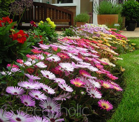 livingstone daisy ice plant magic carpet mix 500 seeds location