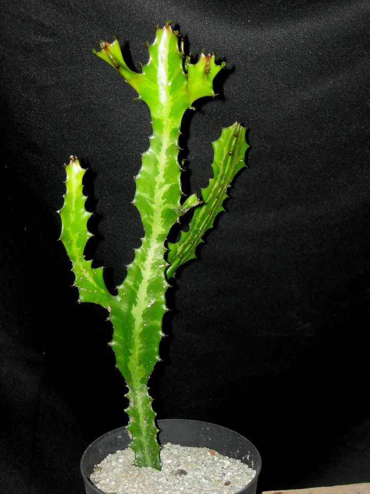 euphorbia plants in Plants