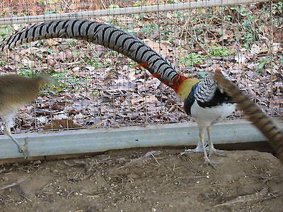 PRE SALE 6 Fertile Pure Lady Amherst Pheasant Hatching Eggs (read 