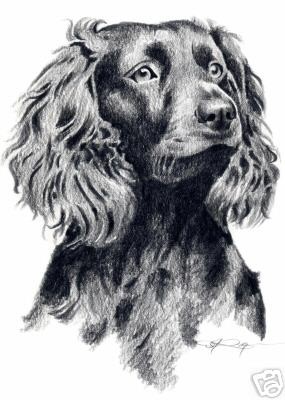 boykin spaniel dog drawing art 11 x 14 large signed