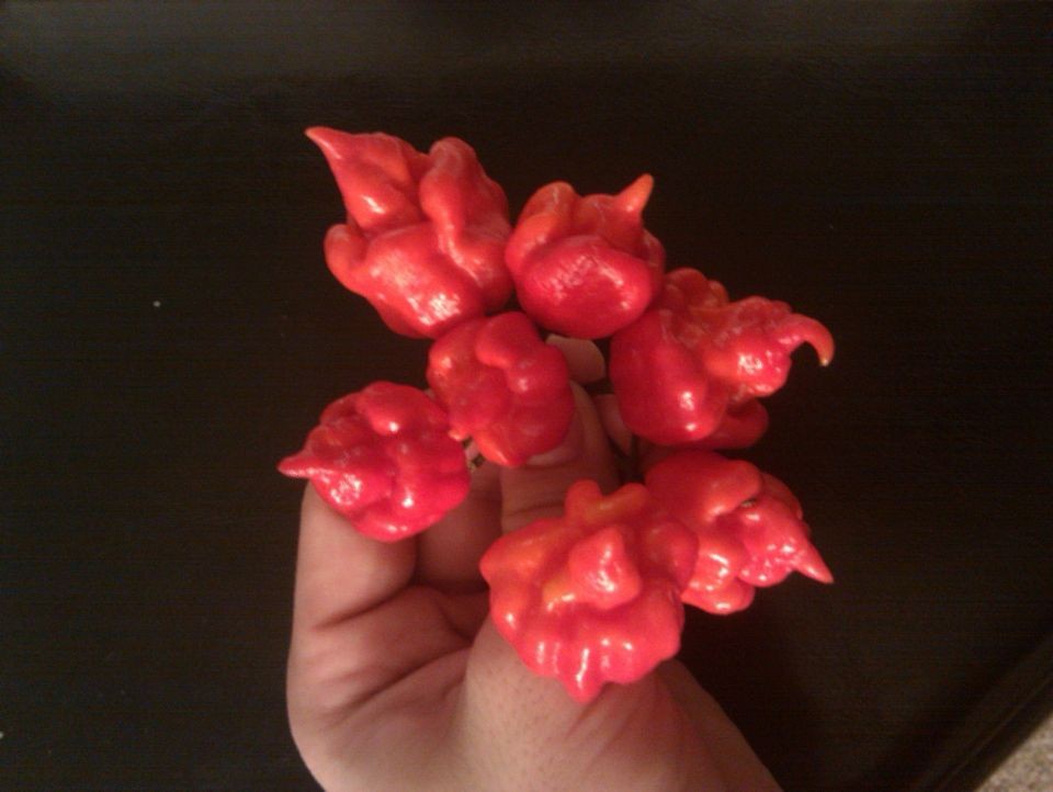 20 trinidad scorpion butch t pepper seeds 