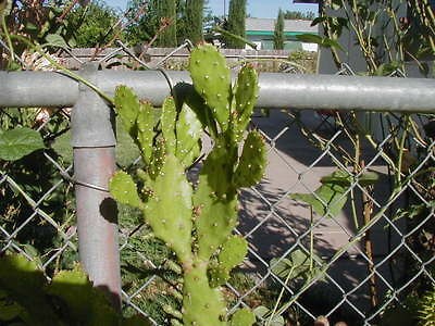 opuntia nopalea 2 cuttings of this beautiful cactus time left