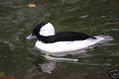 bufflehead decoy reference photo cd  14 95