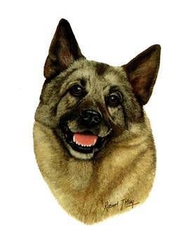 norwegian elkhound head fabric 6 in squares quilt sew returns