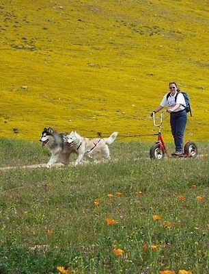   schnauzer usa  340 00  robeez doggie on scooter