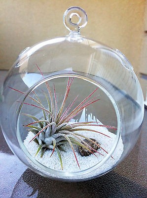 terrariums vivariums  8 99 