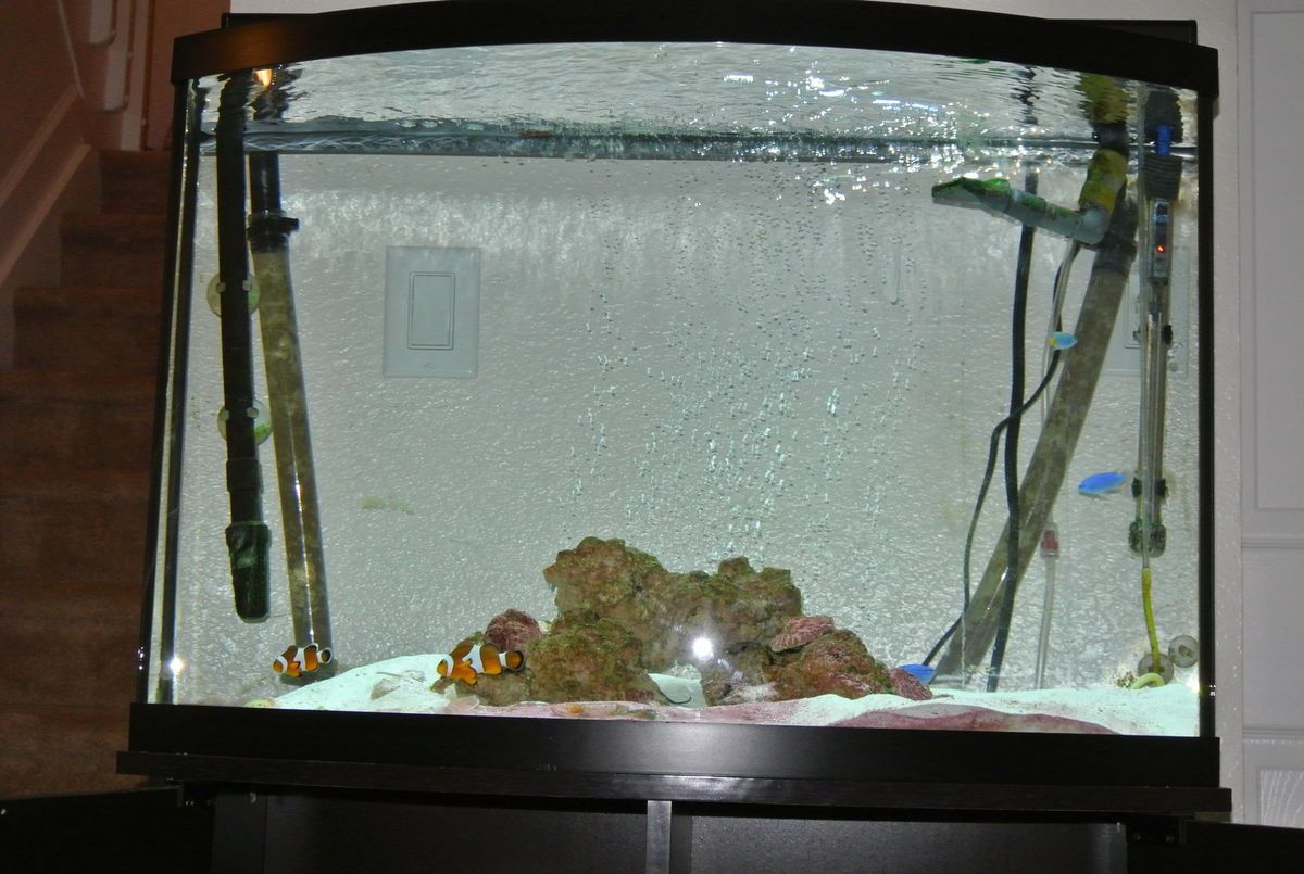 40 Gallon Bowfront Aquarium Complete Set Up Beautiful