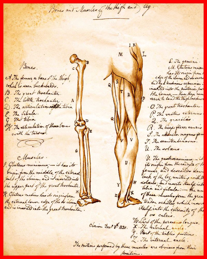 BONES AND MUSCLES OF THIGH AND LEG Biology Anatomy Vintage METAL 