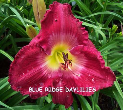 ADDIS ABABA   DF   B12C   Moldovan 2003   DAYLILY