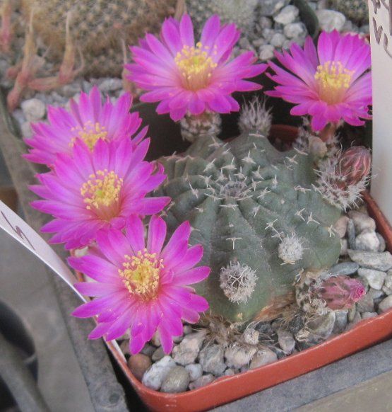 Echinocereus Aguirrei Multi Head Great Pink Flowers 29