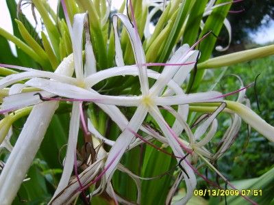 Grand Crinum, Seashore Lily, Giant Spider Lily ,  Lily