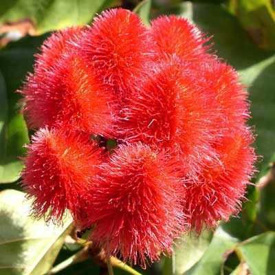 Bixa Orellana Annatto Lipstick Tree 10 Seeds