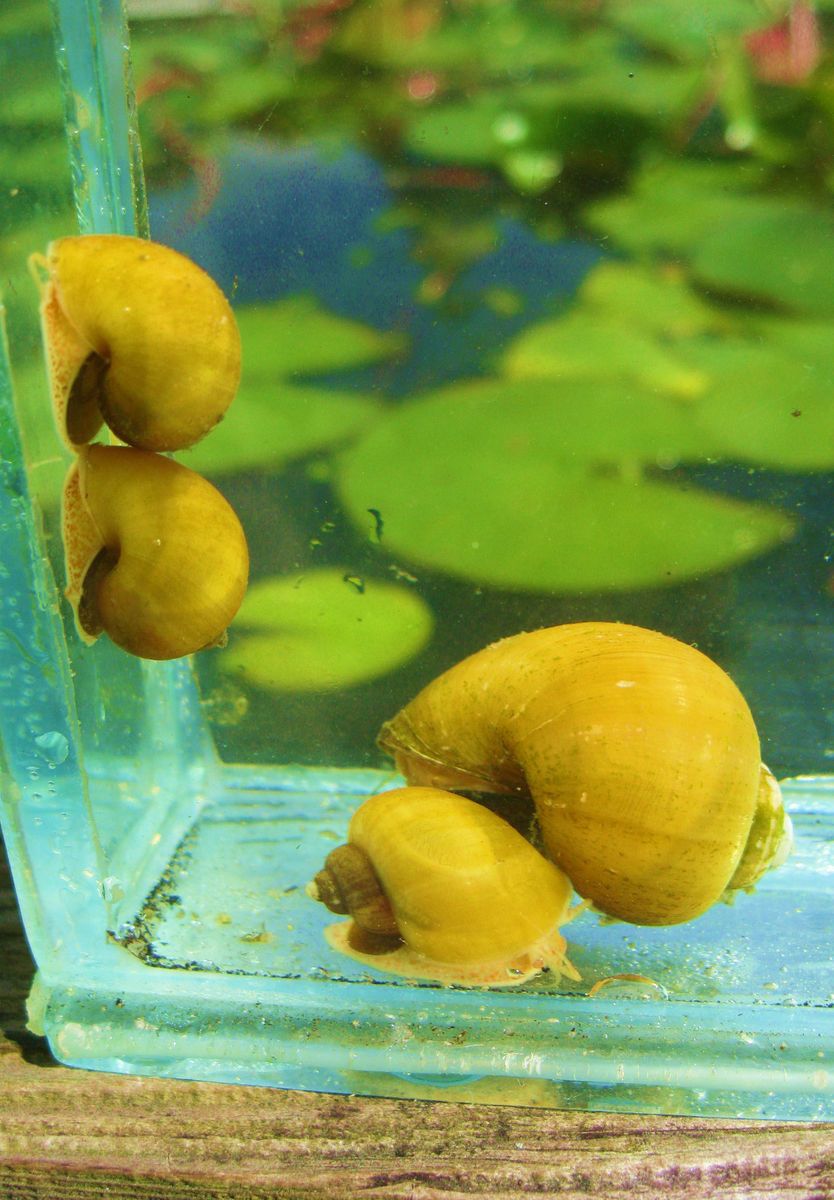 Yellow Mystery Snails Aquarium Koi Pond Start A Snail Farm on PopScreen