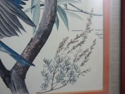 Vintage Arthur Singer Signed Bird Variety Framed Picture