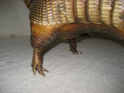 armadillo taxidermy real stuffed animal