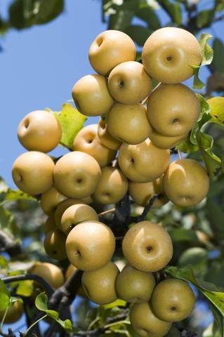 Asian Pear Cocktail Tree Korean Giant 20th Century Hosui Hand Bud 