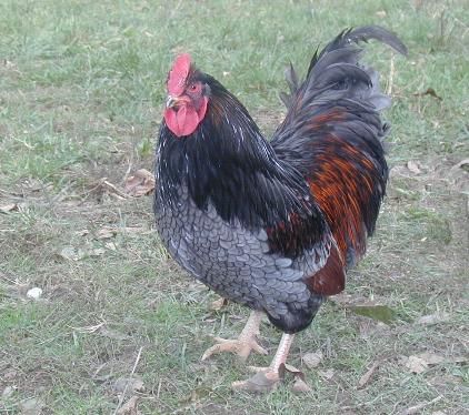 Very RARE Blue Double Laced Barnevelder Hatching Eggs