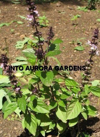 50 Cinnamon Basil Organic Seeds Hardy Herb Pesto