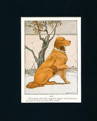 ANTIQUE Dog Print 1926 Irish Setter by Charles Livingston Bull