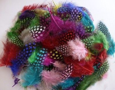 New  100 Pcs rare multicolor guinea fowl feathers 2 3 Inch