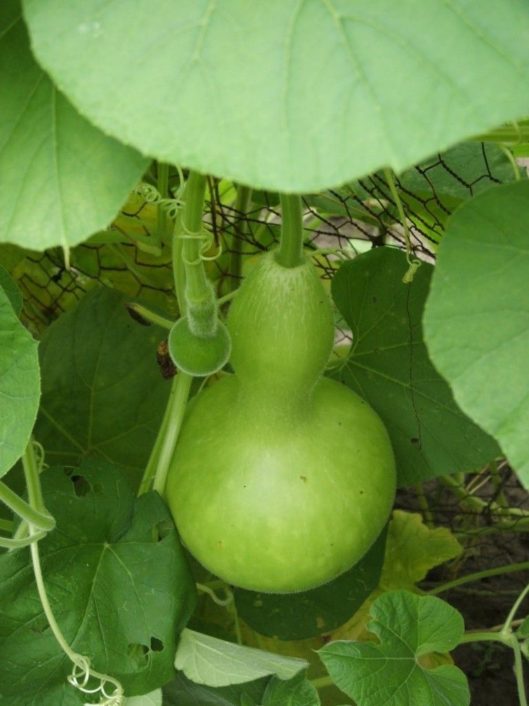 gourd mini bottle seeds f 435 from australia time left