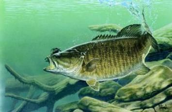 vendio gallery now free al agnew fishing print smallmouth bass