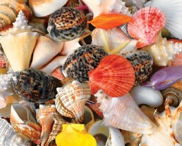 Springbok Andrea Matone Seashells Jigsaw Puzzle 1500 PC