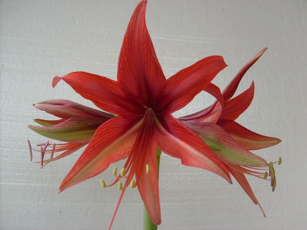 Amaryllis Bulb Cybister Sumatra Hippeastrum Flower Lily
