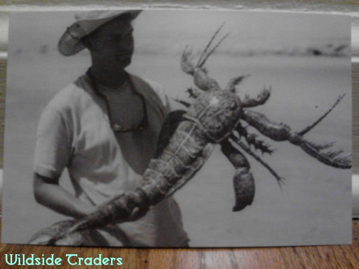 Weird Sea Creature 6 x 4 Photo Collectibles Animals Cryptids Bizarre 