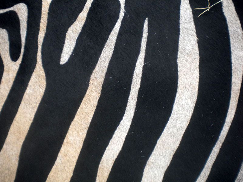 Zebra Print Printed Cowhide Skin Rug Cow Hide DC3468