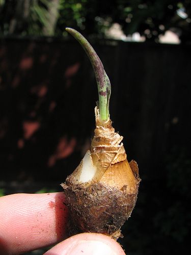 Ledebouria sp. ex Barberton, South Africa 3 BULBS beauitful spots 