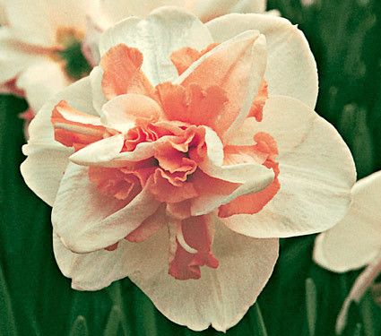 10 Delnashaugh Double Daffodil Bulbs 12 14cm size   additional items 