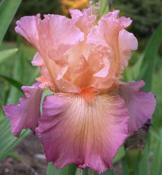 Jennifer Rebecca Bearded Iris Rhizomes 1 size Additional Items Ship 