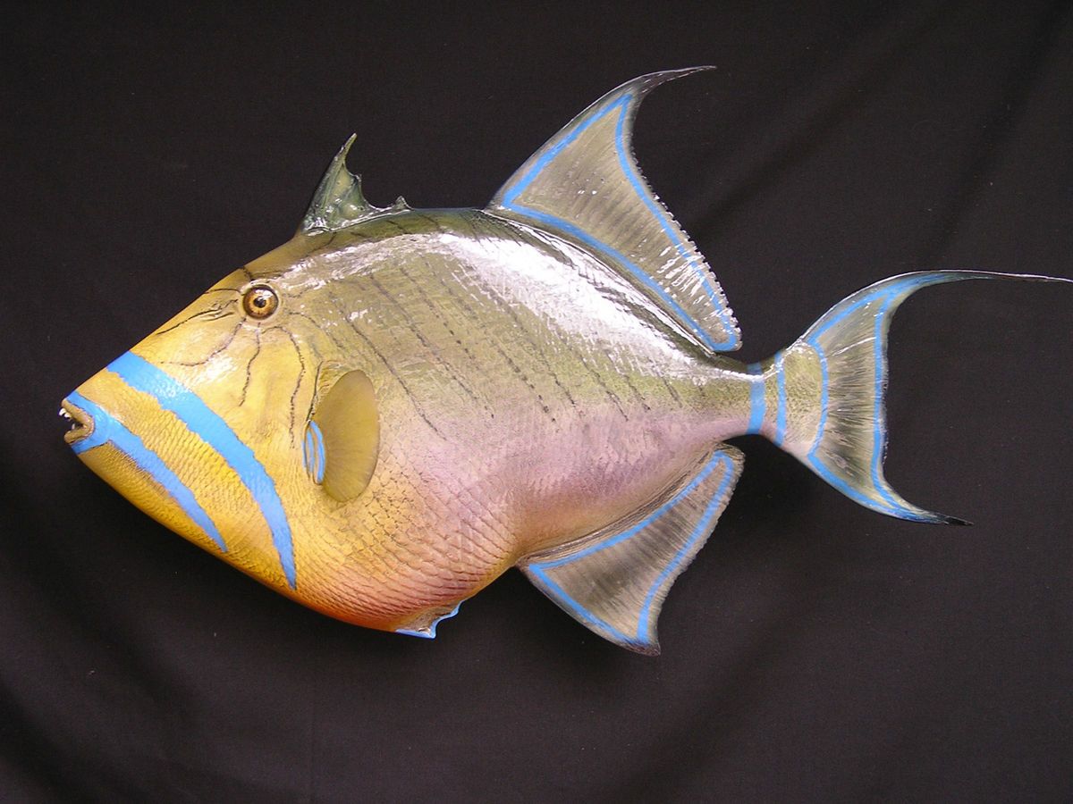 10lb Queen Trigger fish hand painted by seasoned taxidermist 25 in 