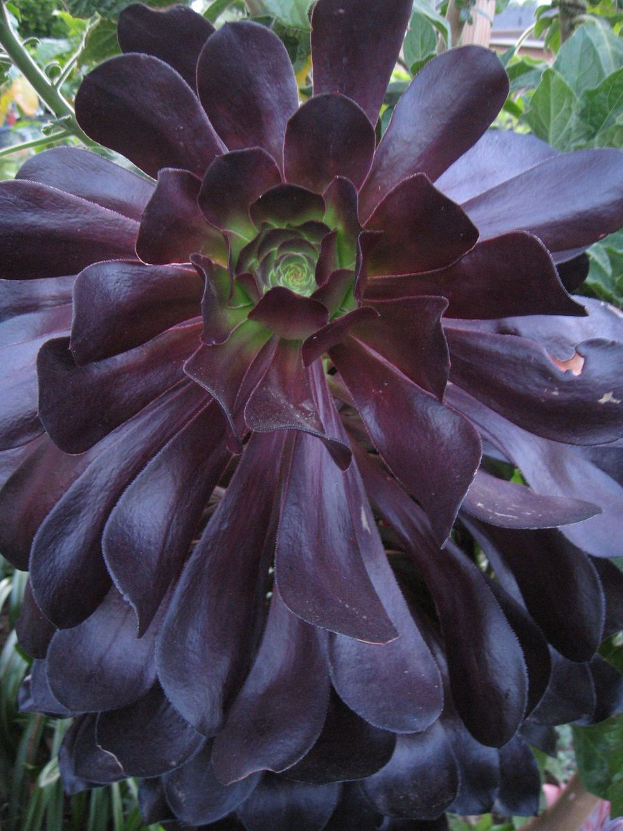 Aeonium Blackbeard Succulent Plant Giant Variaty