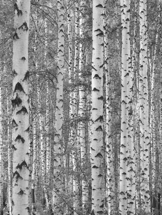 Birch Tree Wall Mural 6Wide by 8High