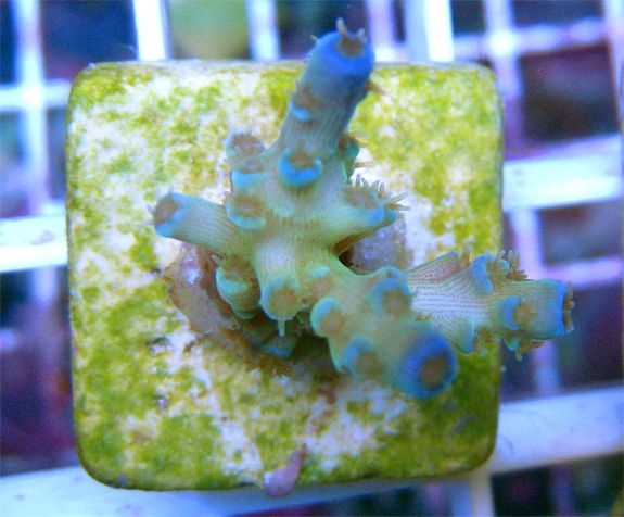 Blueberry Bottle Brush Acropora Live Coral WYSIWYG