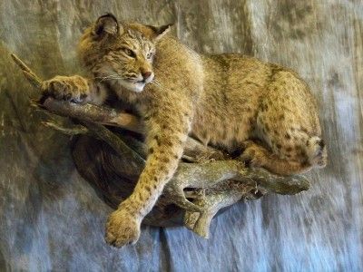 BOBCAT MOUNT TAXIDERMY FULL BODY WILDLIFE DECOR BRAND NEW  