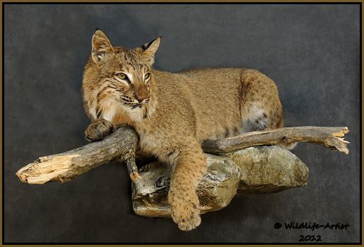 Bobcat Taxidermy New Mount Fur Hunting Cabin Lynx Fox Coyote by 