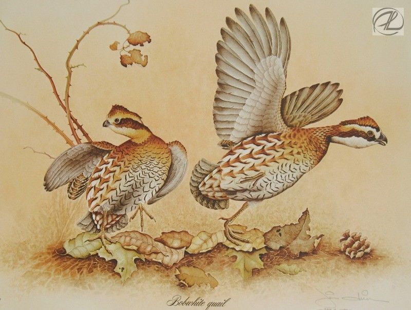 Art Quail Audubon Bird Bob White Vintage Print Sign Jim Oliver Artist 