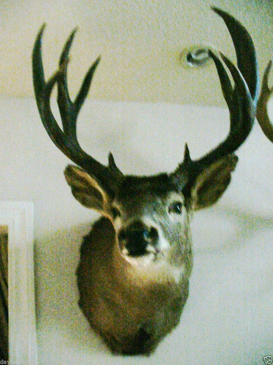 boone & crocket oregon blacktail scored 167 5/8