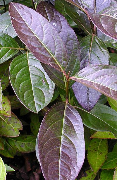 Brandywine® Viburnum Provenwinners®