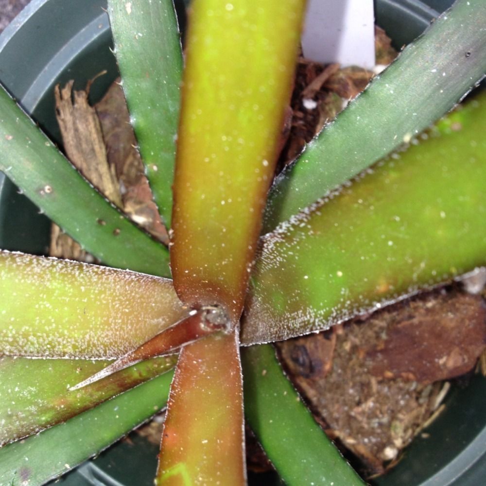  Cryptbergia "Rubra" Bromeliad