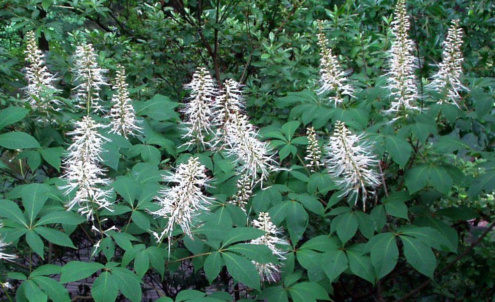 Bottlebrush Buckeye is an outstanding Southern native (South Carolina 